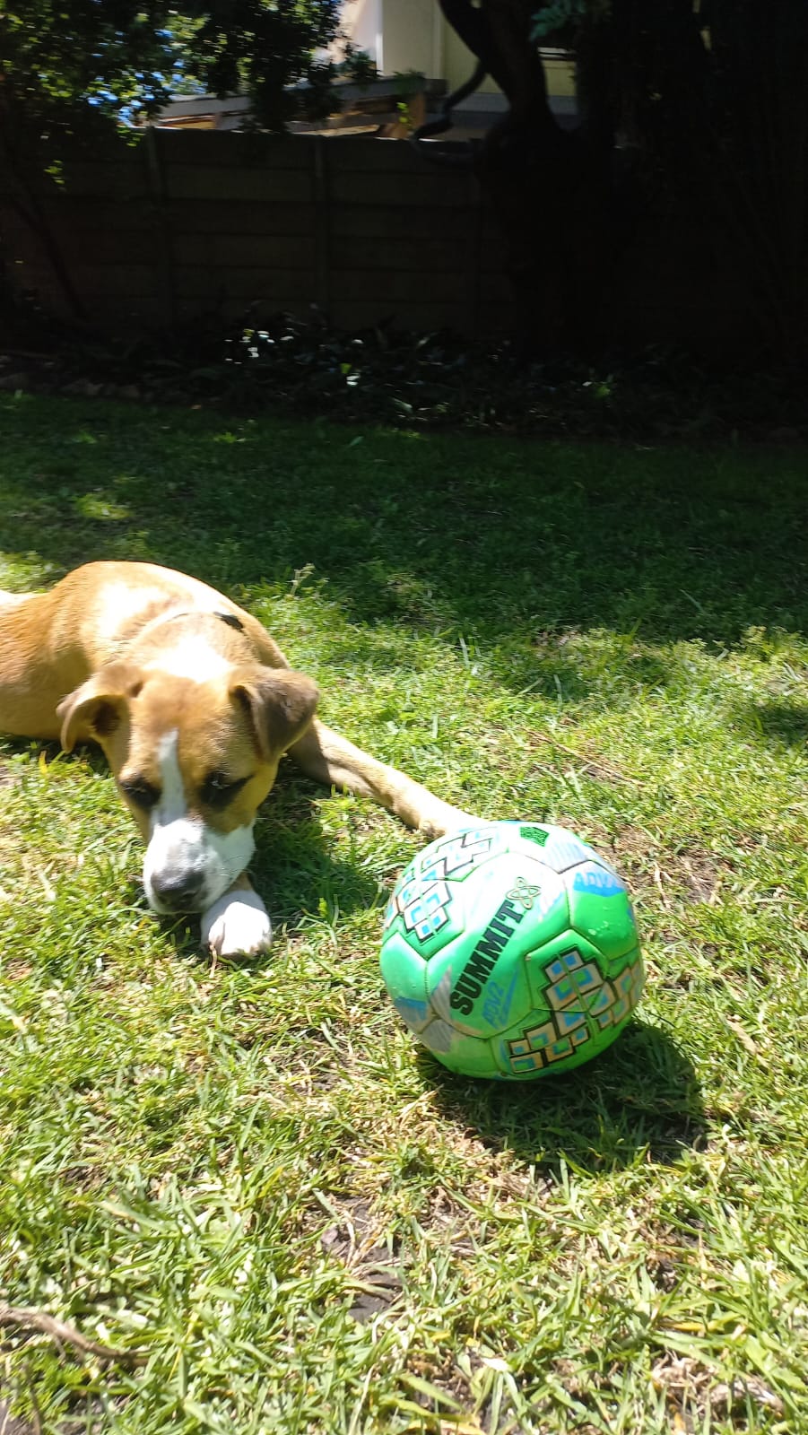 Playtime with Bentley